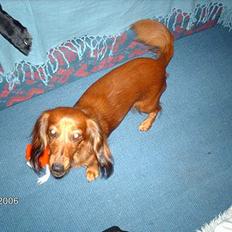 Gravhund Den pal's Sherry