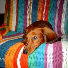 Gravhund Den pal's Sherry