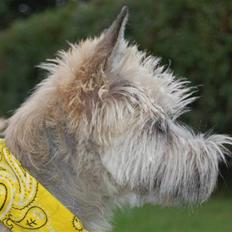 Cairn terrier Malou aka Sheriffen 