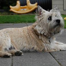 Cairn terrier Malou aka Sheriffen 