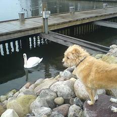 Blanding af racer Mads