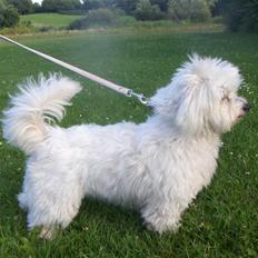 Coton de tulear Cassi *Den Bedste*