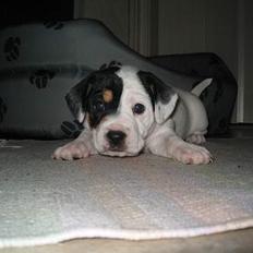 Blanding af racer Møllens Mille