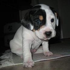 Blanding af racer Møllens Mille