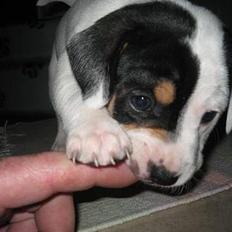 Blanding af racer Møllens Mille