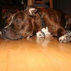 Amerikansk staffordshire terrier rex