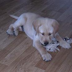 Labrador retriever Tumle