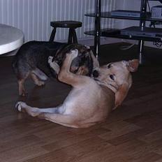 Labrador retriever Tumle