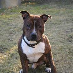 Amerikansk staffordshire terrier rex
