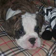 Olde victorian bulldogge Baby