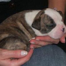 Olde victorian bulldogge Baby
