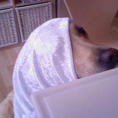 Labrador retriever Sussi