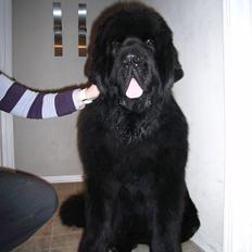Newfoundlænder Buffas