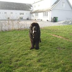 Newfoundlænder Buffas