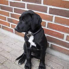 Blanding af racer Maggie