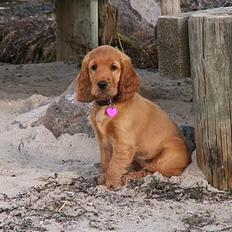 Cocker spaniel Frida