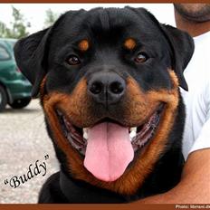 Rottweiler Buddy 