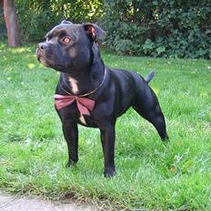 Staffordshire bull terrier Deestaff Adina