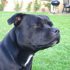 Staffordshire bull terrier Deestaff Adina
