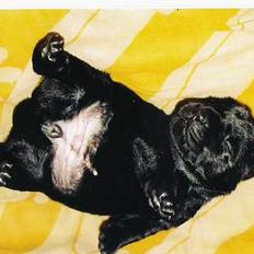 Labrador retriever Freja