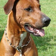 Blanding af racer Kenzo (Dobermann/Amstaff) [Himmelhund]