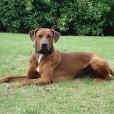 Blanding af racer Kenzo (Dobermann/Amstaff) [Himmelhund]