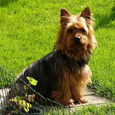 Australsk terrier malte