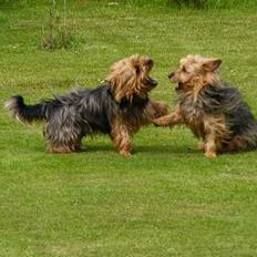 Australsk terrier malte