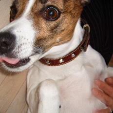 Dansk svensk gaardhund Sitta † ´09