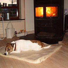 Dansk svensk gaardhund Sitta † ´09