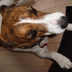 Dansk svensk gaardhund Sitta † ´09