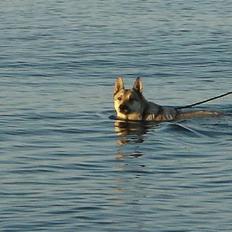 Tjekkoslovakisk ulvehund Dolly