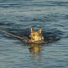 Tjekkoslovakisk ulvehund Dolly