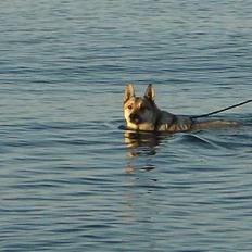 Tjekkoslovakisk ulvehund Dolly