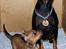 Dvaergpinscher Channi - Channi og mor..