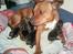 Staffordshire bull terrier (engelsk)Ginger <3 <3 <3 R.I.P <3 <3 <3 - NYT. min dejlige hund der har fået hvalpe lørdag den 11-11-06