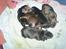 Staffordshire bull terrier (engelsk)Ginger <3 <3 <3 R.I.P <3 <3 <3