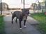 Staffordshire bull terrier (engelsk)Ginger <3 <3 <3 R.I.P <3 <3 <3 - det er så den dejlige far til hvalpene.. set er hans navn