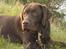 Labrador retriever Mads *død* - mads på fisketur