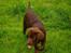 Labrador retriever Mads *død* - mads i haven
