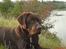 Labrador retriever Mads *død* - mads på fisketur