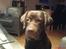 Labrador retriever Mads *død* - mads