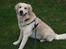 Golden retriever Balto - Se hvor fint jeg sidder foran kameraet ;-)