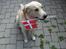 Golden retriever Balto - Min fødselsdag d. 16/8-08 hvor jeg blev 2 år..