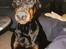 Dobermann (Fyrstinden) Chica R.I.P. - Chica er ved at ligge an til et smil ;o)