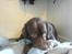 Labrador retriever Mads *død* - sutte bejs