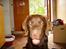 Labrador retriever Mads *død* - Mads fanget på et dårligt tidspunkt. ( træt)