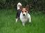Blanding af racer Molly - Lille Molly i haven