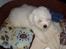 Coton de tulear Oscar