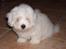 Coton de tulear Oscar